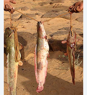 1849_Universidad Complutense de Madrid_Mudfish_Clarias anguillaris.jpg 1849_Universidad Complutense de Madrid_Mudfish_Clarias anguillaris.jpg